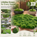 Dark Green Artificial String Moss Terrarium Filler Kit Set of 5 Bags 50g