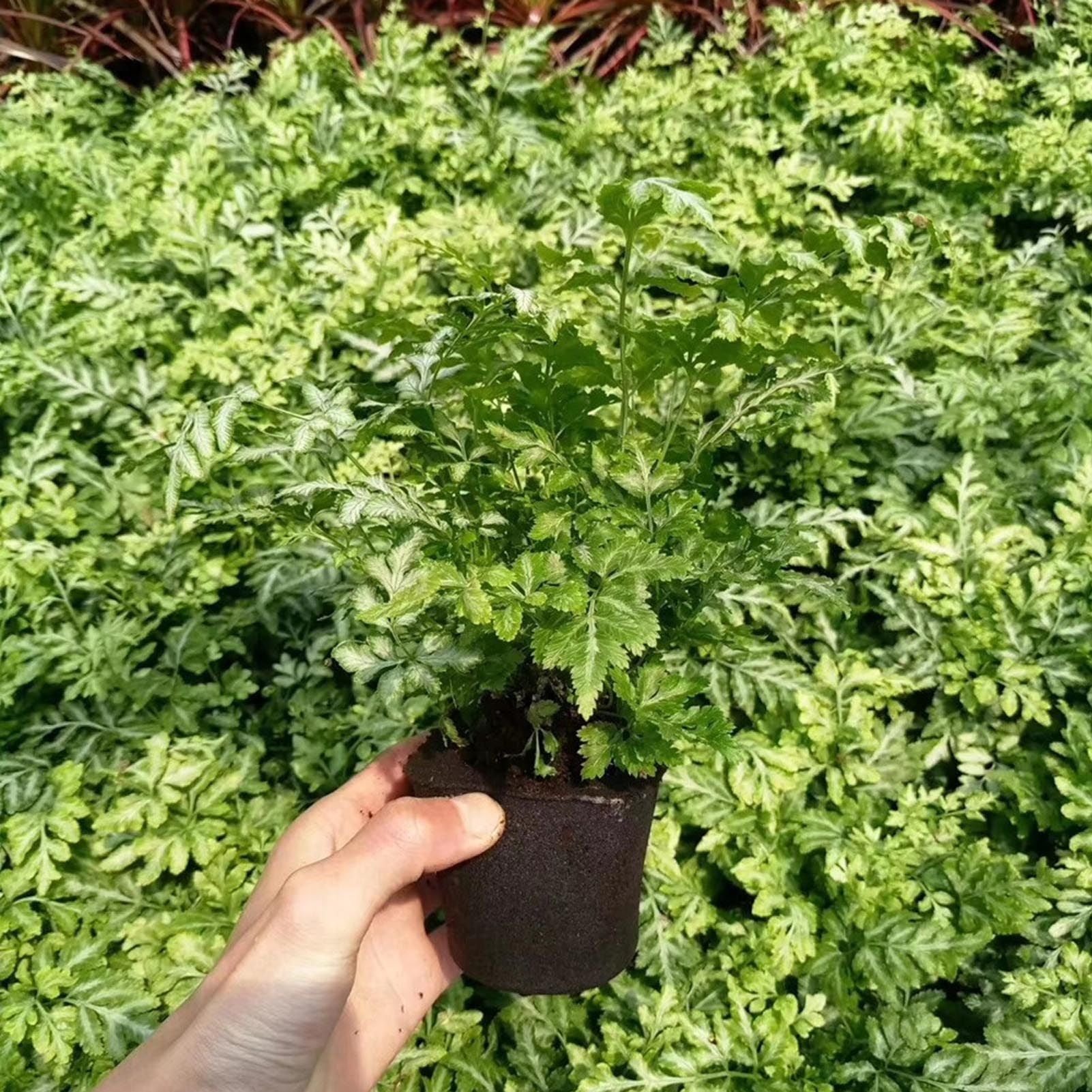50 Pcs Seedling Block Peat Planting Block for Gardening Hydroponics Soilless Cultivation Plants Germination HRD TN0314