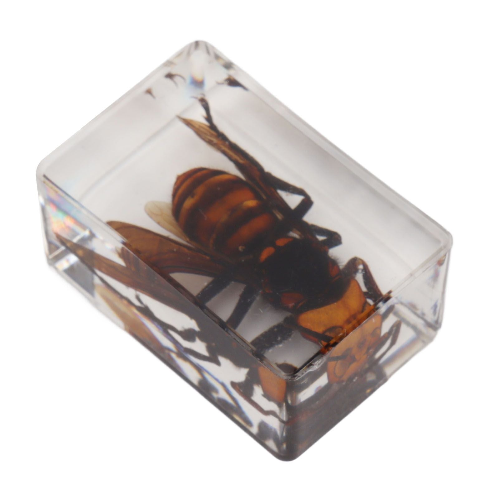 12 Pcs Real Bug Specimens Transparent Resin Science Education Classroom Bug Specimen Sample Tabletop Ornament