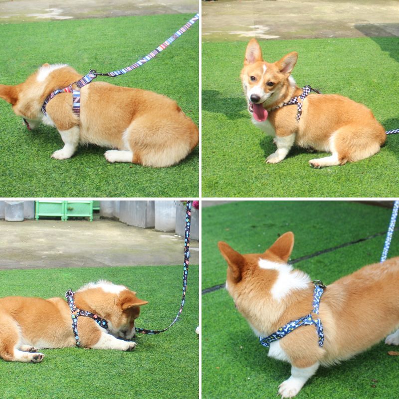 Pet Dog Chest Strap Harness Set Polyester Line (chest back + traction rope) Code S