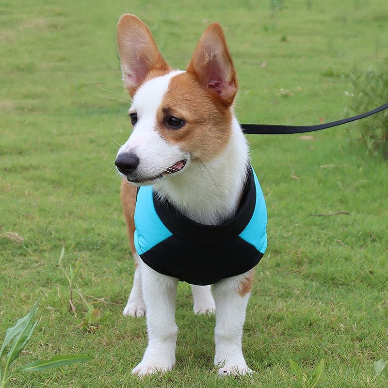 Winter Dog Ski Jacket with Waterproof and Windproof Polyester Shell, Thick PP Cotton Padding for Warmth, 3D Ergonomic Fit with D-Ring Leash Attachment, Ideal for Outdoor Walks and Snow Adventures (M, Blue)