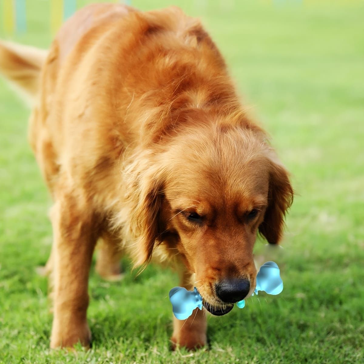 Durable Dog Chew Toy for Aggressive Chewers – Fun Bone-Shaped Dental Toy with Flower Ring Design, Ideal for Medium to Large Dogs, Great for Teeth Cleaning and Training Rewards (Blue)